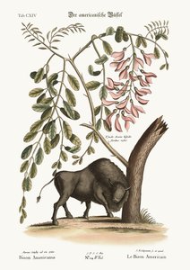 The American Bison by Mark Catesby